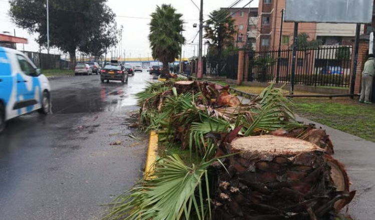 Victor_Curico's tweet photo. VIDEO: #DENUNCIA | #Curico Vecinos de "Jardines del Sur" acusan a la empresa eléctrica @CGE_Clientes de cortar de raíz las especies, argumentando que no representaban un riesgo para los cables. Además, señalan que no se hicieron cargo de los restos y que la situación afectó la fachada del lugar. 

Fuente: @vlnradio https://t.co/ZPpPlC2Gq8