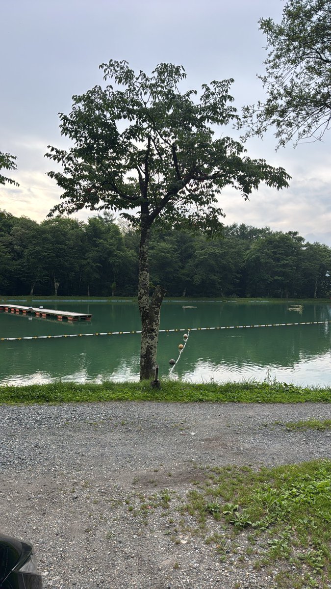 fishkogepan's tweet photo. 暑いなら涼しい所へ行けばヨシ！(いつも通りニレ池) https://t.co/t0HOqbc7Hr