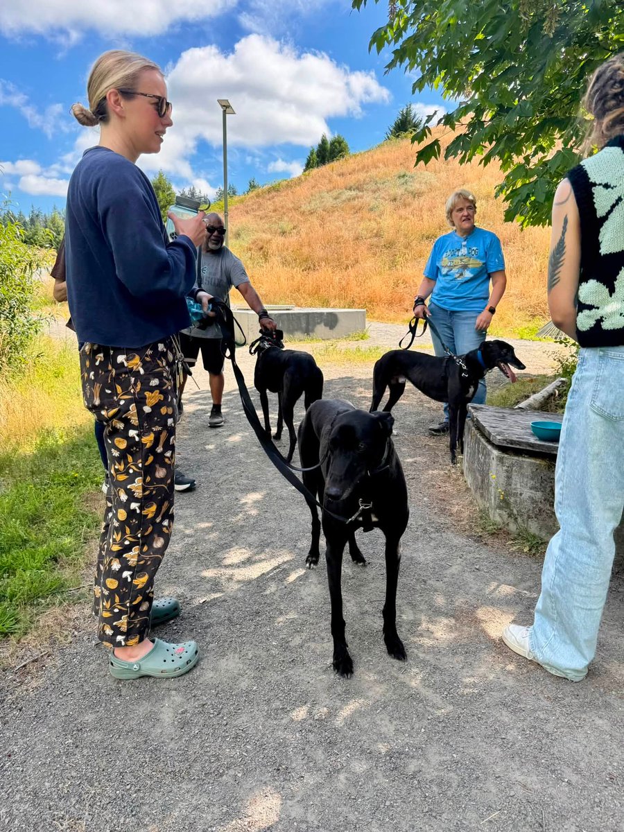 GPIGreyhounds's tweet photo. GPI Friday Available Dog Report ~
Brightwater walk with JONATHAN, JIMMY, IGOR, TINA, BUNTY and JASPER. Bev remained at the kennel spending time with BEN, PANDORA, CAESAR and ARCHIE. Thank you, volunteers!  A lovely person spending her birthday with us joined the walk,   /1 of 2 https://t.co/k3TwUeZwLQ