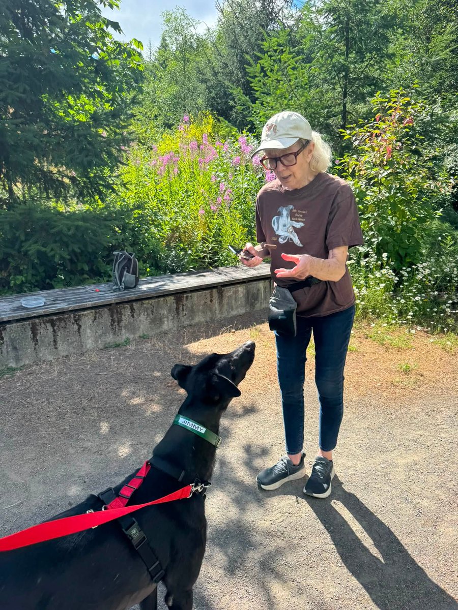 GPIGreyhounds's tweet photo. GPI Friday Available Dog Report ~
Brightwater walk with JONATHAN, JIMMY, IGOR, TINA, BUNTY and JASPER. Bev remained at the kennel spending time with BEN, PANDORA, CAESAR and ARCHIE. Thank you, volunteers!  A lovely person spending her birthday with us joined the walk,   /1 of 2 https://t.co/k3TwUeZwLQ