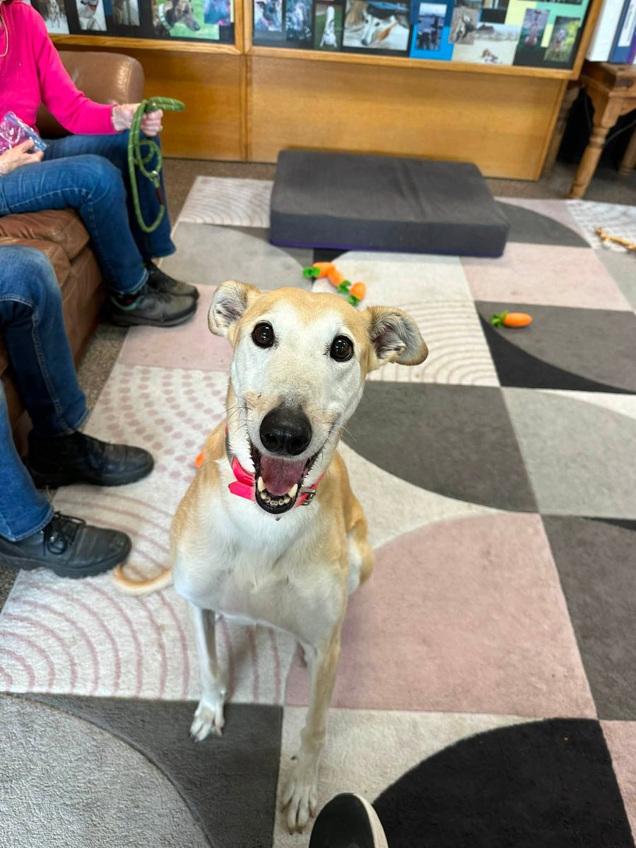 GPIGreyhounds's tweet photo. GPI Friday Available Dog Report ~
Brightwater walk with JONATHAN, JIMMY, IGOR, TINA, BUNTY and JASPER. Bev remained at the kennel spending time with BEN, PANDORA, CAESAR and ARCHIE. Thank you, volunteers!  A lovely person spending her birthday with us joined the walk,   /1 of 2 https://t.co/k3TwUeZwLQ