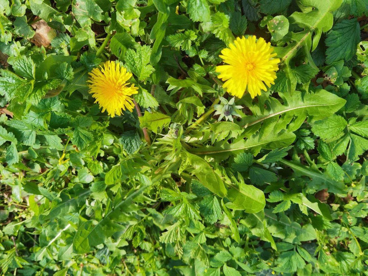 Miss_Royal73's tweet photo. Ik heb mijn leerlingen deze week 'terloops' verteld hoe gezond en krachtig paardenbloemen zijn... 🌼
Het zaadje is geplant. 😉😊 Voor hen de korte versie, hier voor jullie de langere:
#Superfood #Powerfood i.p.v. #Onkruid
De plant van de paardenbloem is van top tot teen eetbaar. In de bladeren bevinden zich namelijk allerlei fytonutriënten en de vitamines A, B1, B2, C en E. Daarnaast treffen we choline en carotenoïden aan en de mineralen ijzer, calcium, magnesium, mangaan, natrium, selenium, silicium, fosfor en koper. Maar ook de wortel is niet te versmaden. Deze bevat bijzonder veel bitterstoffen en daarnaast fytosterolen, vetzuren als linolzuur en linoleenzuur, flavonoïden, slijmstoffen en tannines en eveneens vitamines (B1, B2, B3, C), choline en de mineralen calcium, selenium, chroom, magnesium, zink, mangaan en zwavel. Dit simpele en vaak verguisde bloempje kan uw lichaam dus van talloze belangrijke voedingsstoffen voorzien.
In de Tweede Wereldoorlog bleken paardenbloemen onontbeerlijk om te overleven en werden ze als wilde groente gegeten.
Paardenbloem werkt als een krachtige ontstekingsremmer, immuunversterker, antioxidant en orgaanontgifter.
Het heeft vele gezondheidstoepassingen. De bloemen bevatten veel vitamine A en F, wat kan verklaren waarom deze plant wordt gebruikt bij de behandeling van allergieën, astma, leveraandoeningen en diabetes. Het kan ook worden gebruikt voor hulp bij de spijsvertering en het verminderen van ontstekingen.