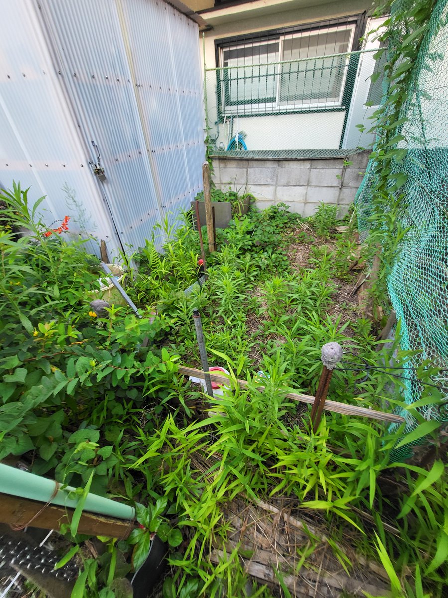 oyago47's tweet photo. When I looked at the vegetable patch out back, I saw weeds growing—helped along by the days of rain. If it’s sunny tomorrow, I might mow them down. I really dislike weeds because they trigger my allergies, though...
Since my daughters have part-time jobs, it’s up to my wife and me to tackle the job.