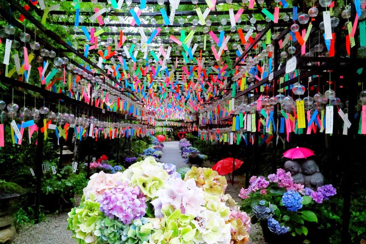5828W's tweet photo. おはようございます

三井寺の紫陽花と風鈴🎐と和傘

いつもキレイに飾って頂き有り難うございます

#三井寺 https://t.co/ZataIl8tm3