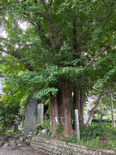 kanoko256's tweet photo. 豊積神社　　　　　静岡市
駿河国二宮　坂上田村麻呂が東征の際、勝利祈願をした神社　帰途に戦勝を祝い神楽を奉納し、その神楽が太鼓祭として今も残っているといわれています。大銀杏、木々に囲まれ神秘的な雰囲気を感じ参拝しました https://t.co/9vArcehALI