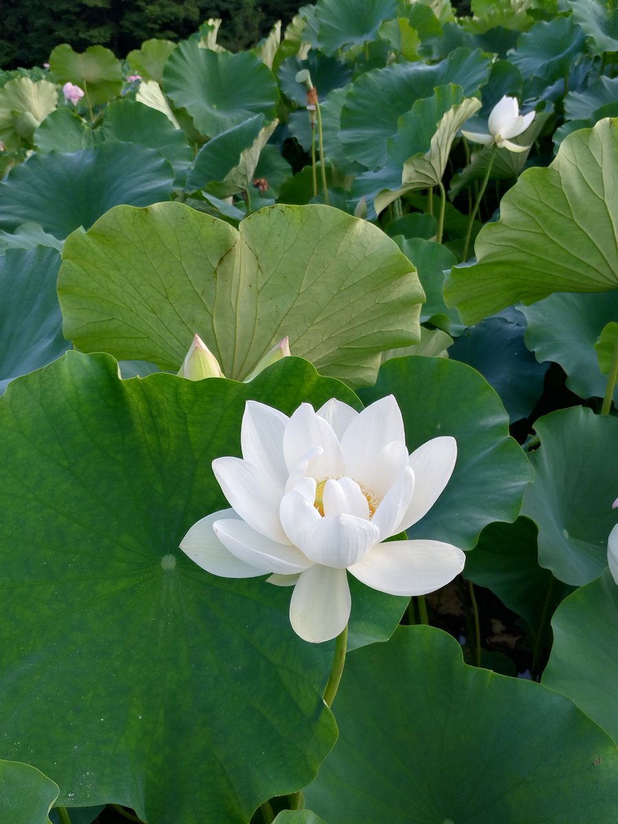 MilkySayu's tweet photo. 福井県南越前町
はなはす https://t.co/NUtOs7Ueyb