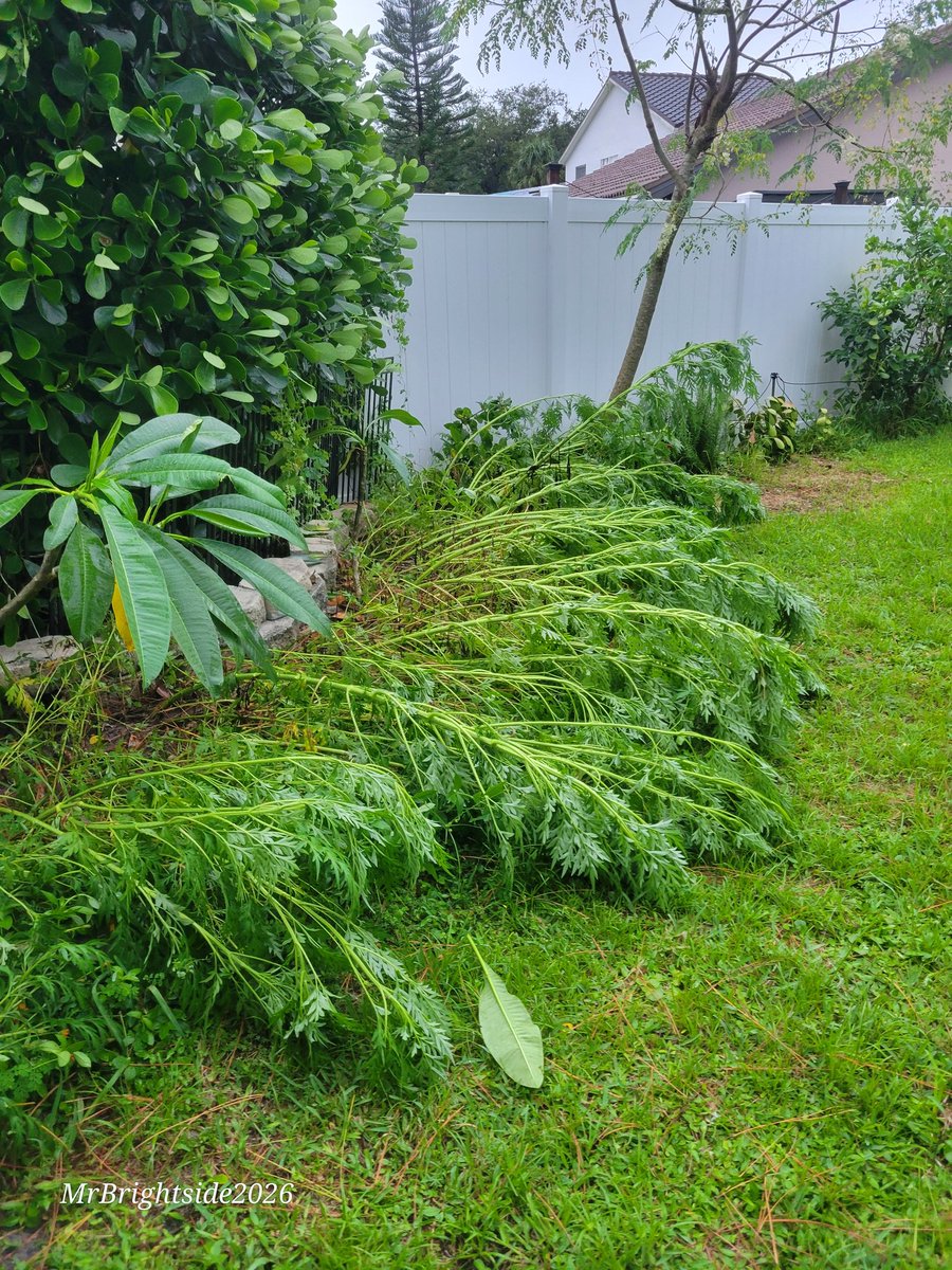 scott_killips's tweet photo. @MattDevittWX @RobDunsTV 

We came home in Gateway to this🤔  
No other damage. Downbursts?? https://t.co/o4CyWMxvpz