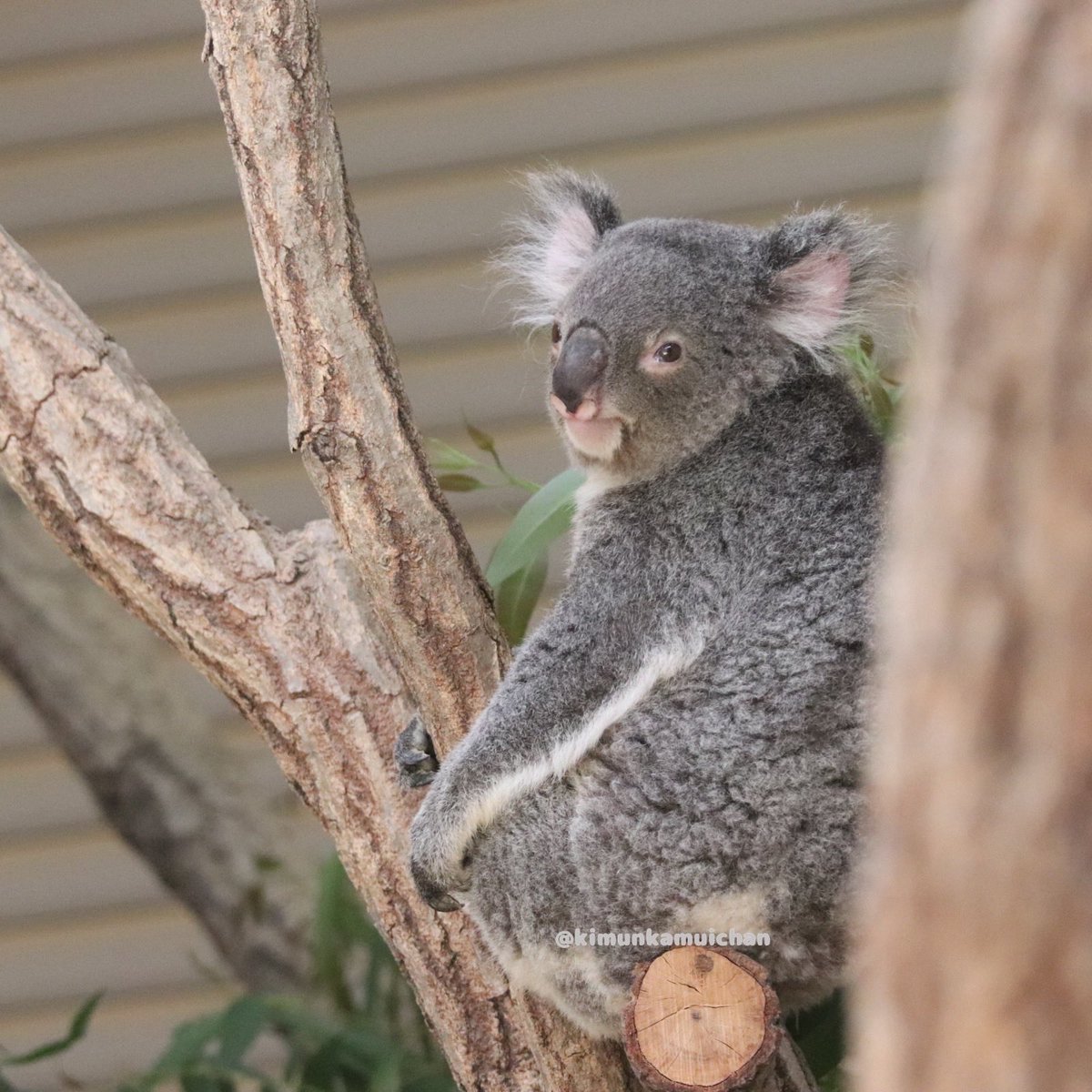 おはようワトちゃん🐨 2026.06 #ワトル #東山動植物園 #コアラ