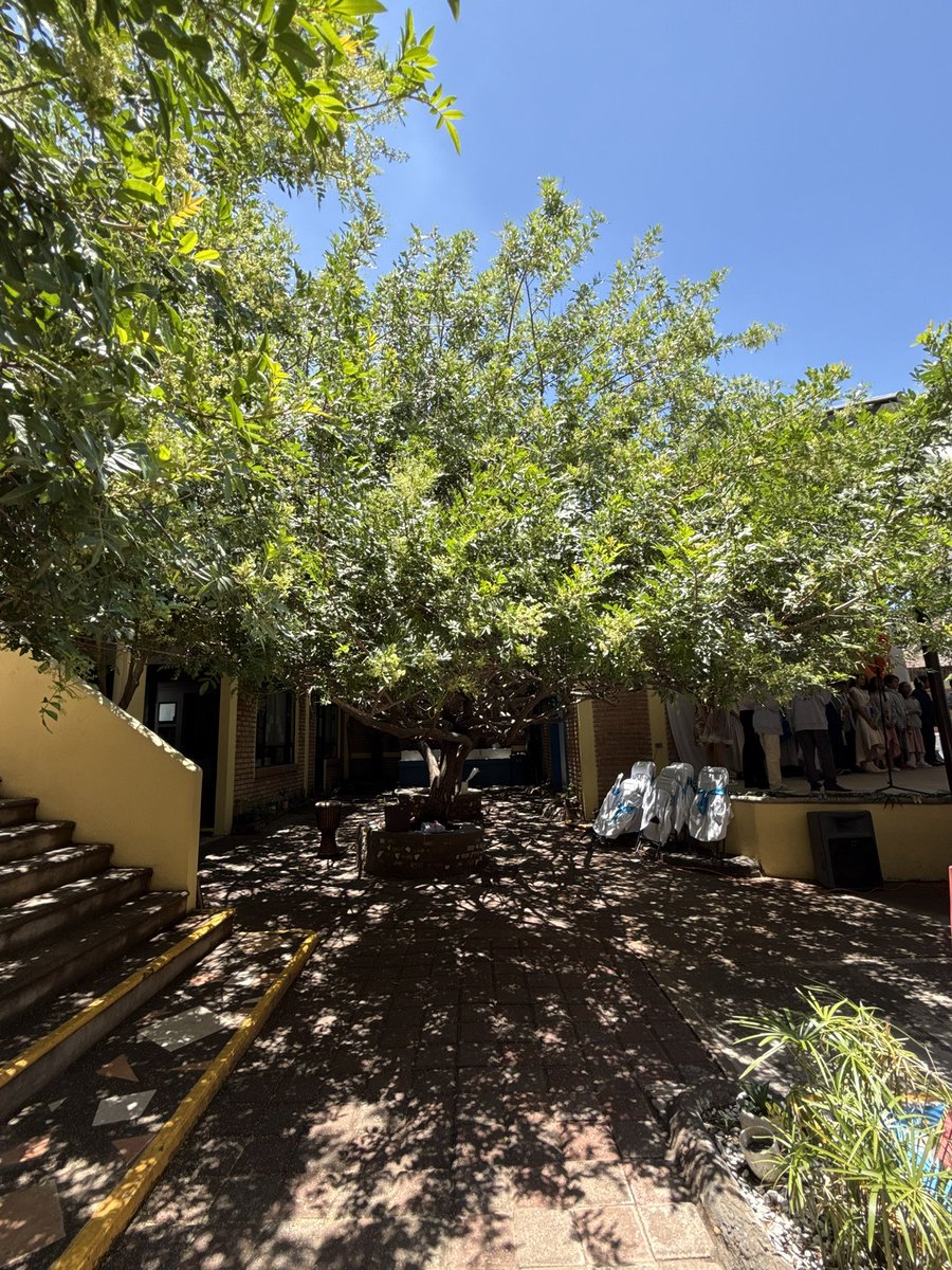mmvvrr's tweet photo. Vimos crecer este árbol durante siente años. Adiós, colegio Waldorf. https://t.co/WFaN4Ki04R