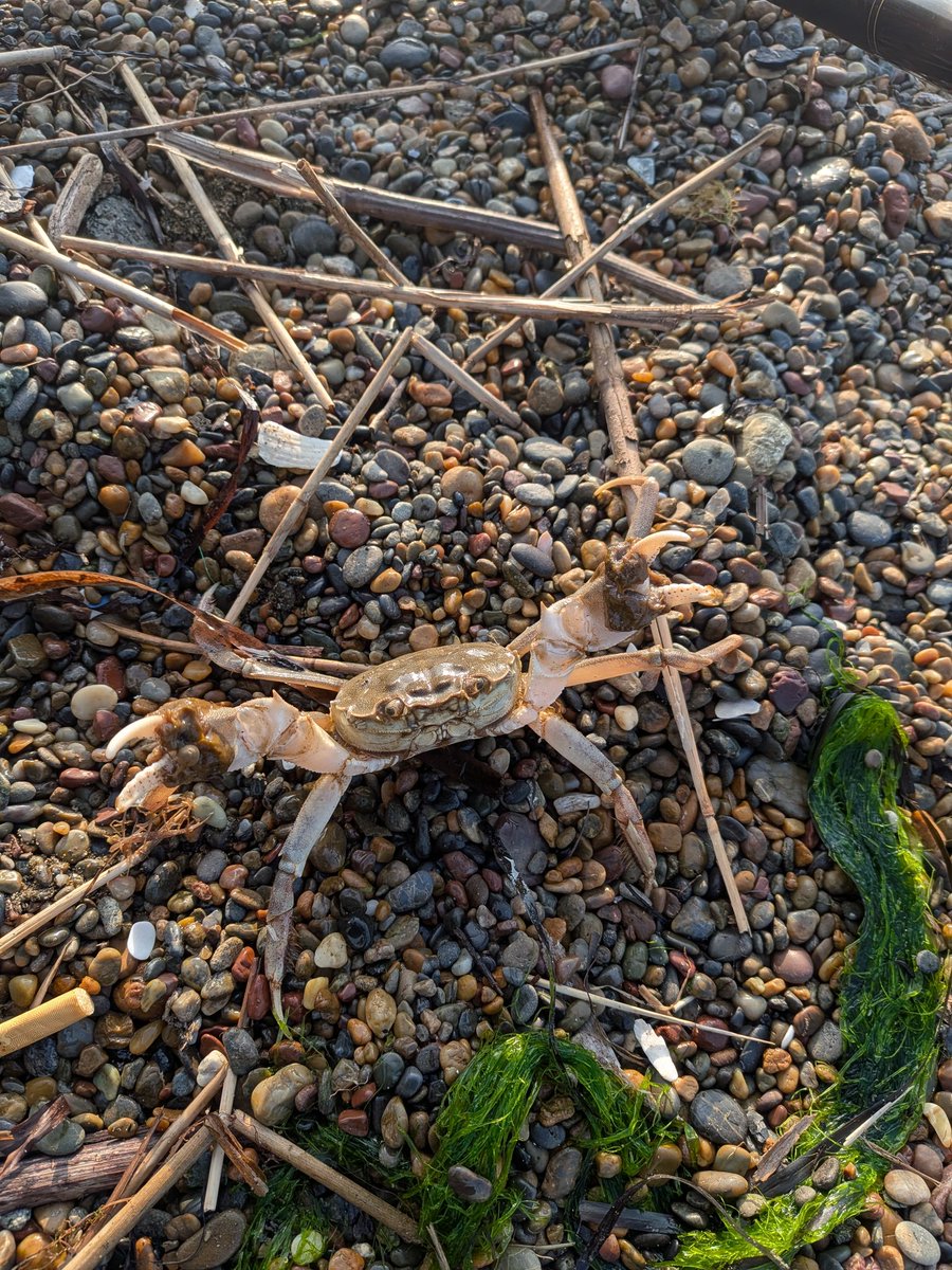 viphage's tweet photo. 暑くなると外道の蟹が騒ぐわ⁉️#渓流釣り#北海道#蟹#本流延べ竿釣り#磯カニ#外道 https://t.co/m5qgnRJsNM