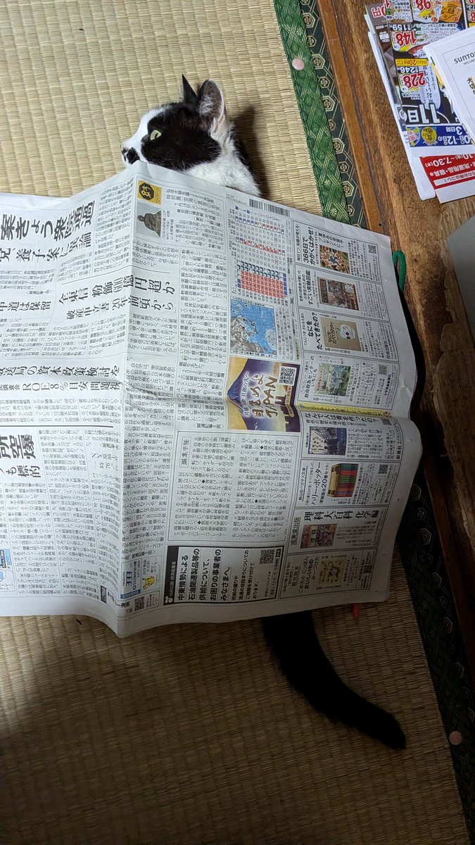 mu8626's tweet photo. 最近、新聞紙をかけられるのが楽しいのか、嫌がることもなく10分くらいこうしてるのがいいにゃー助です。…新聞紙の匂い気にならないのか不思議です(⁠@⁠_⁠@⁠)。最初は三角に立ててトンネルにダッシュしてたのが、ダッシュ後にトンネルがつぶれて布団みたいにかぶっていたのが最初から被ってます。 https://t.co/hpatXb7aDc