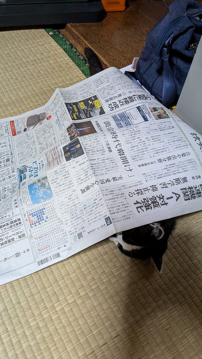 mu8626's tweet photo. 最近、新聞紙をかけられるのが楽しいのか、嫌がることもなく10分くらいこうしてるのがいいにゃー助です。…新聞紙の匂い気にならないのか不思議です(⁠@⁠_⁠@⁠)。最初は三角に立ててトンネルにダッシュしてたのが、ダッシュ後にトンネルがつぶれて布団みたいにかぶっていたのが最初から被ってます。 https://t.co/hpatXb7aDc