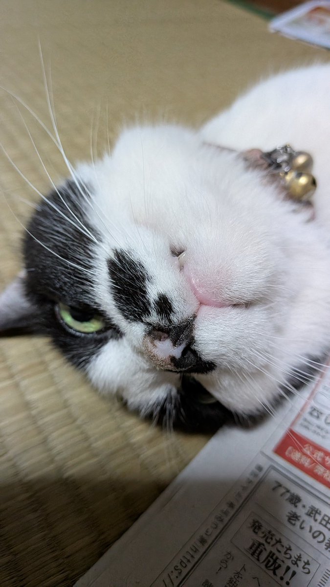 mu8626's tweet photo. 最近、新聞紙をかけられるのが楽しいのか、嫌がることもなく10分くらいこうしてるのがいいにゃー助です。…新聞紙の匂い気にならないのか不思議です(⁠@⁠_⁠@⁠)。最初は三角に立ててトンネルにダッシュしてたのが、ダッシュ後にトンネルがつぶれて布団みたいにかぶっていたのが最初から被ってます。 https://t.co/hpatXb7aDc