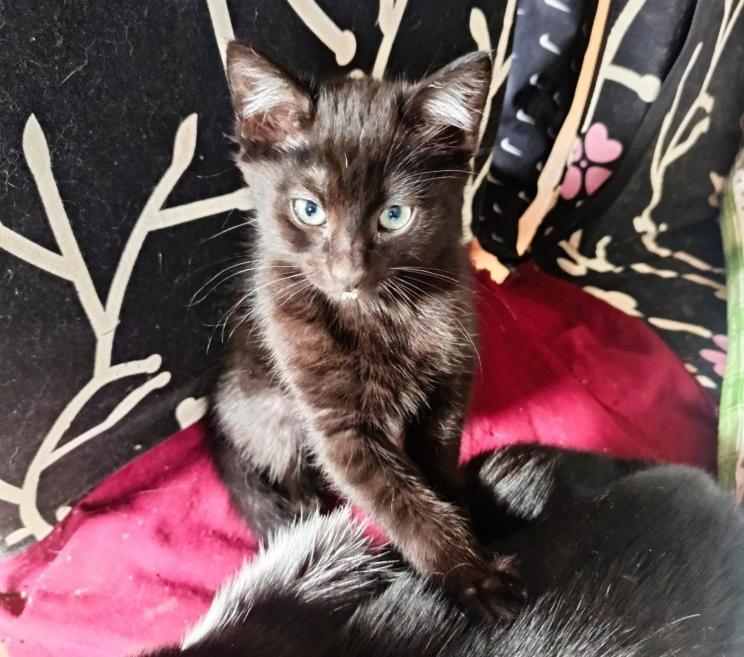 AnimalParaiso's tweet photo. Pablito la panterita en adopción, dos meses y medio de edad, regalón, lindo.

Contacto interesados directamente al WhatsApp +56 9 9687 9851. #Viña #Valpo https://t.co/4rufZeR8zn