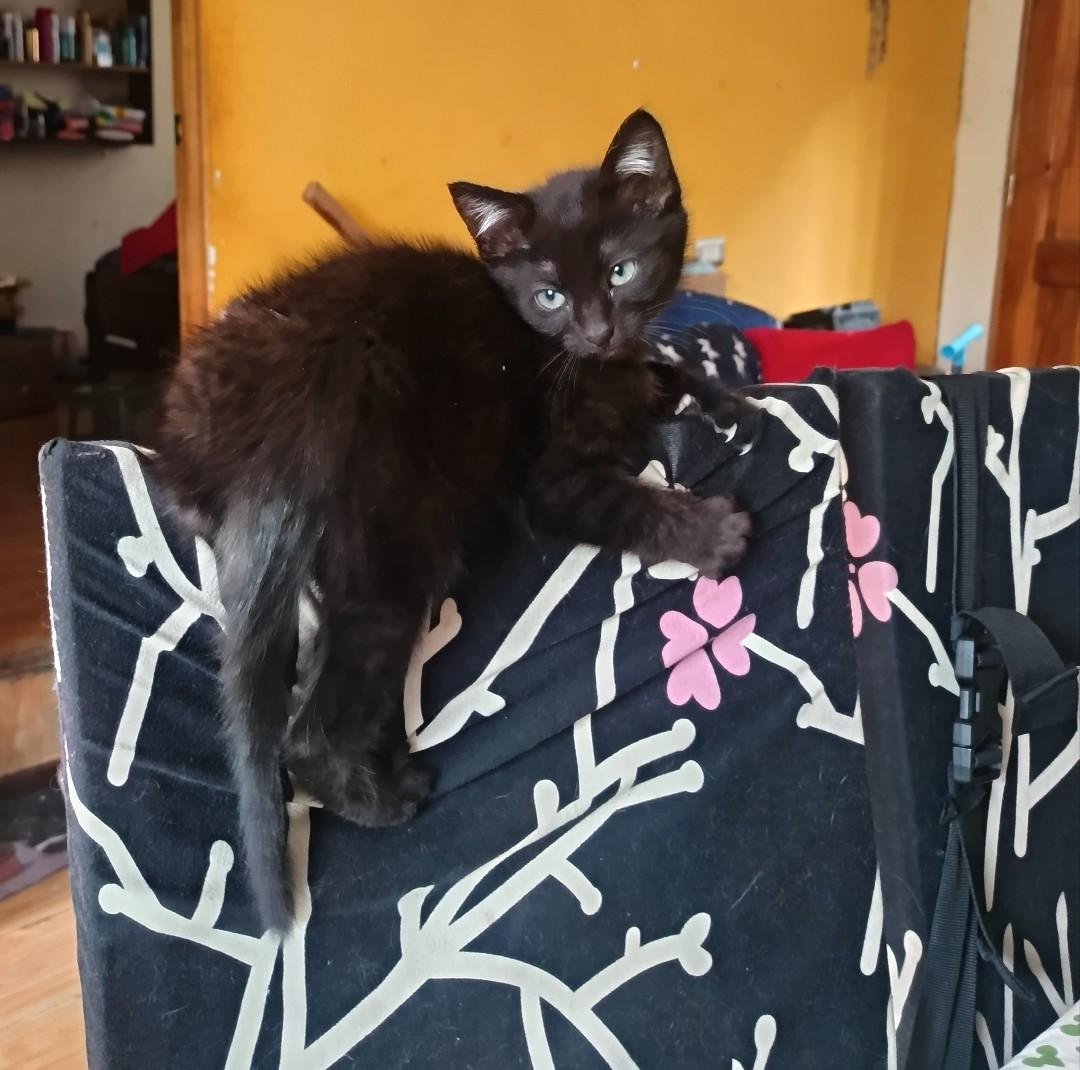 AnimalParaiso's tweet photo. Pablito la panterita en adopción, dos meses y medio de edad, regalón, lindo.

Contacto interesados directamente al WhatsApp +56 9 9687 9851. #Viña #Valpo https://t.co/4rufZeR8zn