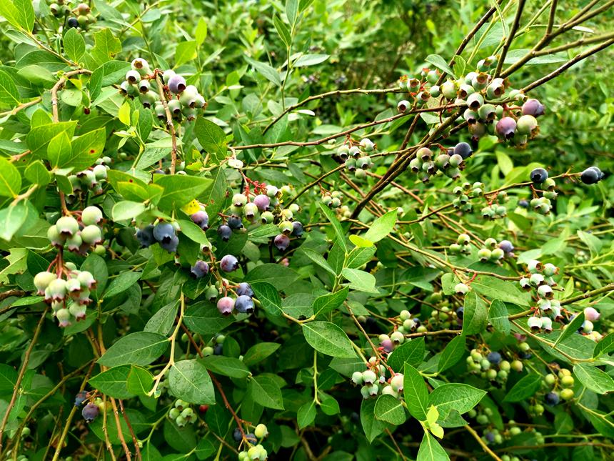 ccvveettaa2016's tweet photo. Just tried @trufarm's premium wild blueberries—juicy, bursting with natural sweetness, no added sugar, and packed with flavor in every bite. Perfect for my morning oats!  #FreshProveReview https://t.co/btbVlY0kqw