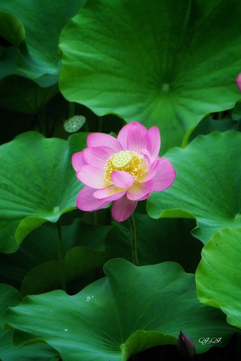 robynconnery1's tweet photo. “There is no way to happiness. Happiness is the way.”
—- THICH NHAT HANH
#mindfulness #ThichNhatHanh #lotus #wisdoms https://t.co/Wvnmks47Ah