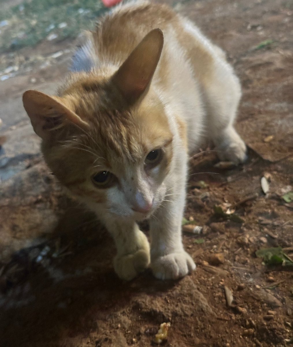 ShifaaKhatib's tweet photo. 🐈🤍 https://t.co/jIPkVCeUOZ