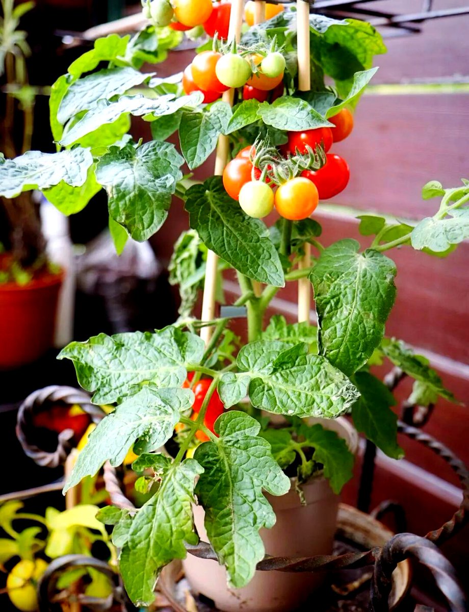 HobbyKlaus's tweet photo. Just tried the new organic cherry tomatoes from the local farm! Bursting with natural sweetness, zero weird aftertaste—perfect for summer salads or snacking straight.  #FreshEats， https://t.co/gCuLgzwE4u