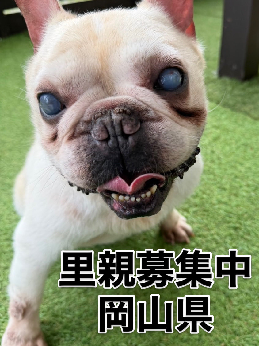 cassy96621's tweet photo. 里親募集中‼️
ソルくん🐾
推定年齢８歳🐶
白内障になってますが
目はちゃんと
見えてますよ👀

#里親募集中#保護犬#フレンチブルドッグ#殺処分ゼロ https://t.co/VauKvzK5wE