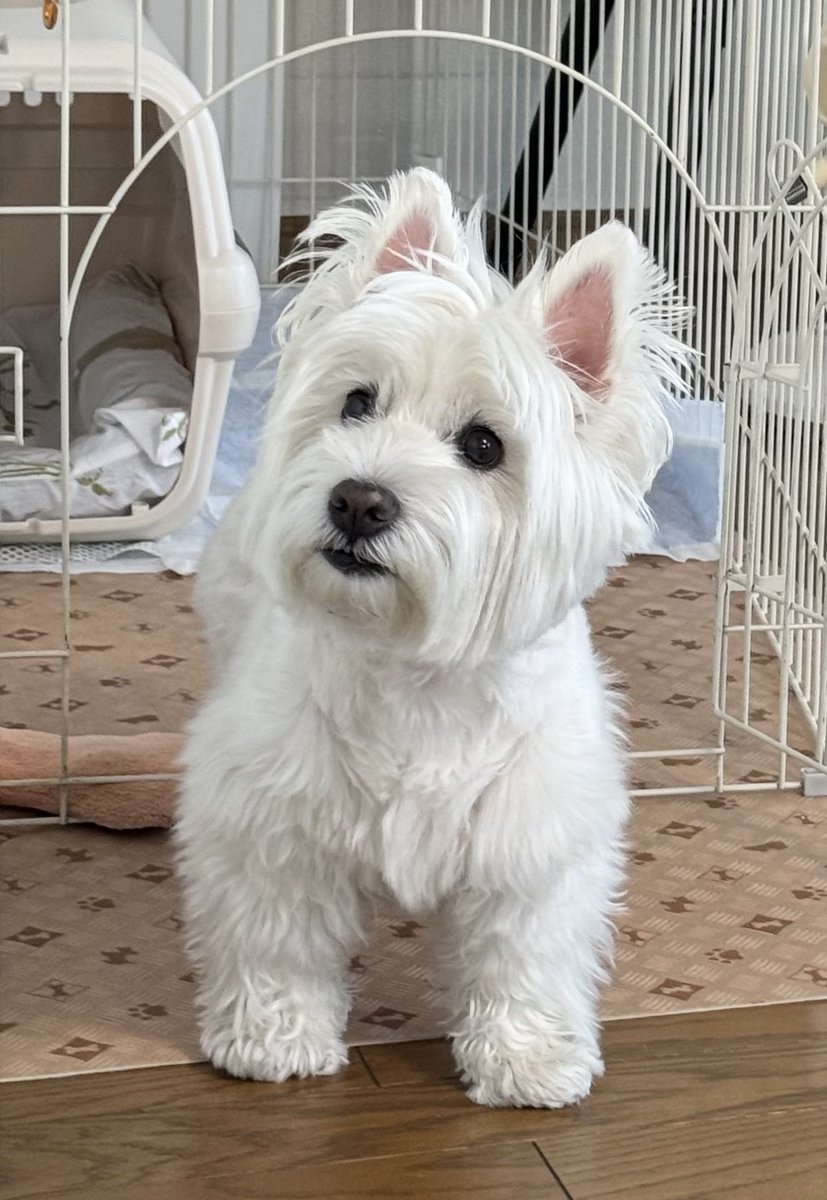 nosuke_7's tweet photo. 何か美味しいものの気配を感じてるねぇ🥰 https://t.co/HsIIGbKHox