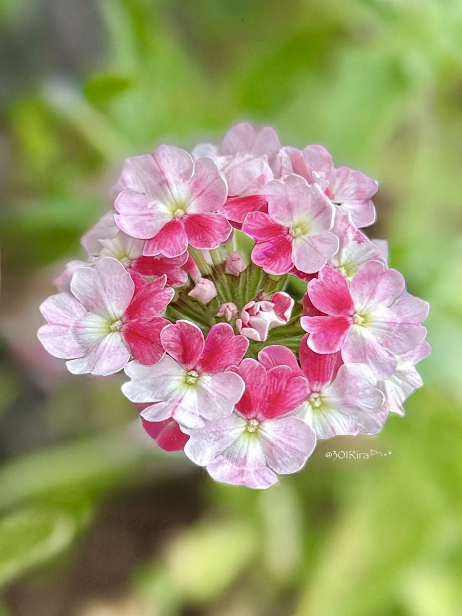301Rira's tweet photo. 𖦥𖡼𖥣𖥧𖧧 ˒˒ 

         楽しい週末を(ᵕ̤ᴗᵕ̤🎀)
               ﾊﾞｰﾍﾞﾅ･ﾋﾟﾝｸﾊﾟﾌｪ   ܾ ܾ☘︎˖⊹˚ 

 #TLを花でいっぱいにしよう
 #キリトリセカイ https://t.co/AAdyvzQMY3