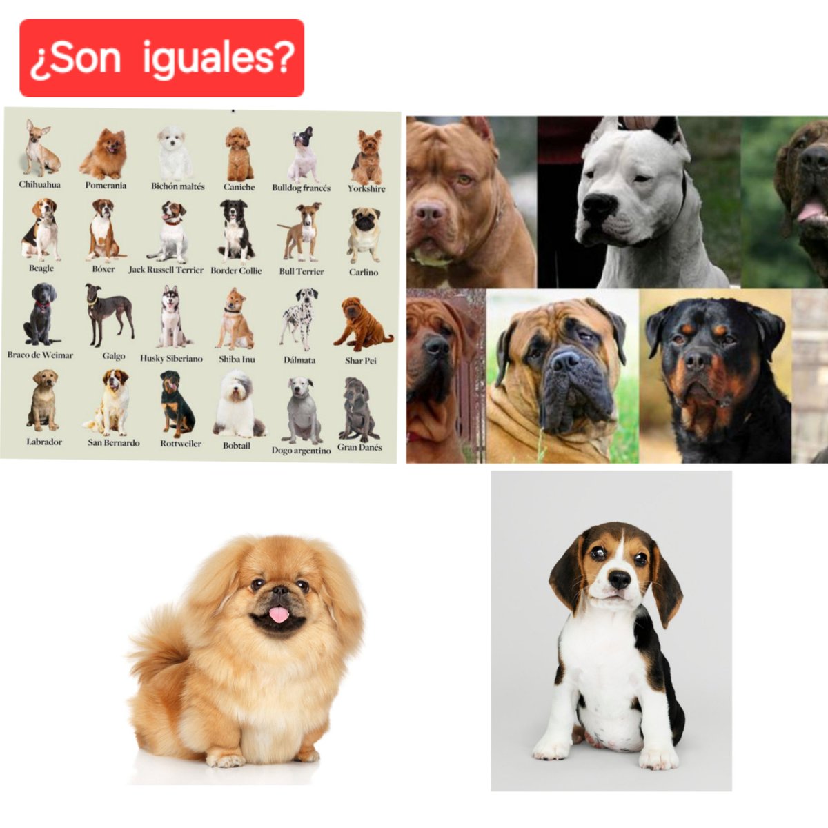 RealismoMagico's tweet photo. @DGuirilandia 👇    ¿Son iguales?    👇

Pues ya está... https://t.co/PvUCOF8Aw4