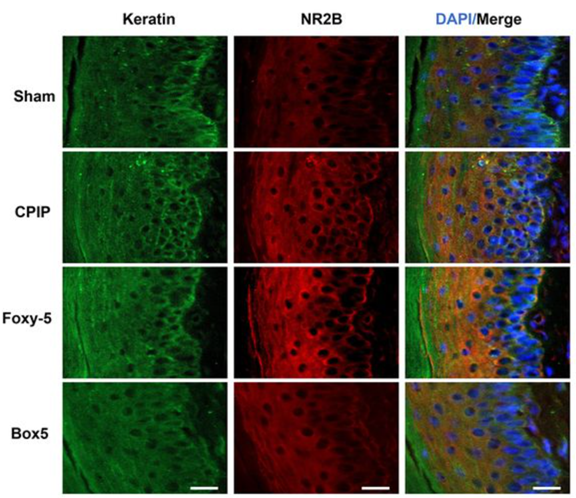 Dermal Cell News tweet media