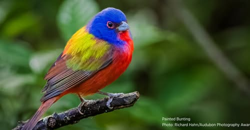 LionNSun022826's tweet photo. SIGN🙏
#SaveTheBirds #BanBirdSales #NoToCages #StopCagingBirds #BirdsNeedToBeFree #FreeTheBirds #BirdsMustBeFree #BanBirdCages #BeKindToBirds #Birds #AnimalAbuse #AnimalCruelty #stopanimalcruelty #StopAnimalTests #NoToDogAndCatMeat #AnimalRights #Vegan
https://t.co/IILK1qDFVH https://t.co/bmp6tIRjG1