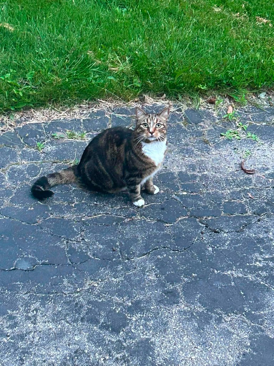 GuelphLostPets's tweet photo. Yesterday we posted this cat who had recently been seen frequently in the Sleeman Ave &amp; Gowdy Ave area of #Guelph. It turns out this was Spike! He was picked up by his person this morning so he was actually missing for just over 10 days. We're so glad he's home safe. https://t.co/Ypt6plgnWU
