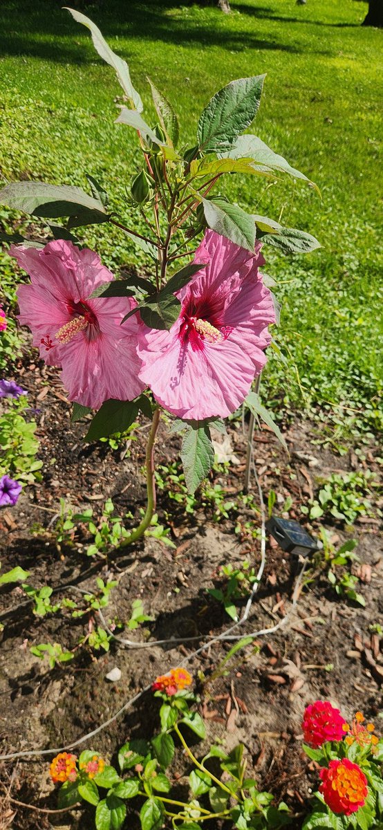 fartbox_djinn's tweet photo. @4WickCandle Can I add a hibiscus? 🌺🤗 https://t.co/LSbwtEn0S9