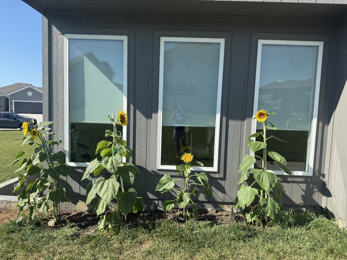 Btown_Champ's tweet photo. How are they doing, @grinterfarms they look good to me! #sunflowers #kansas #summerfun https://t.co/boS9rqlrTH