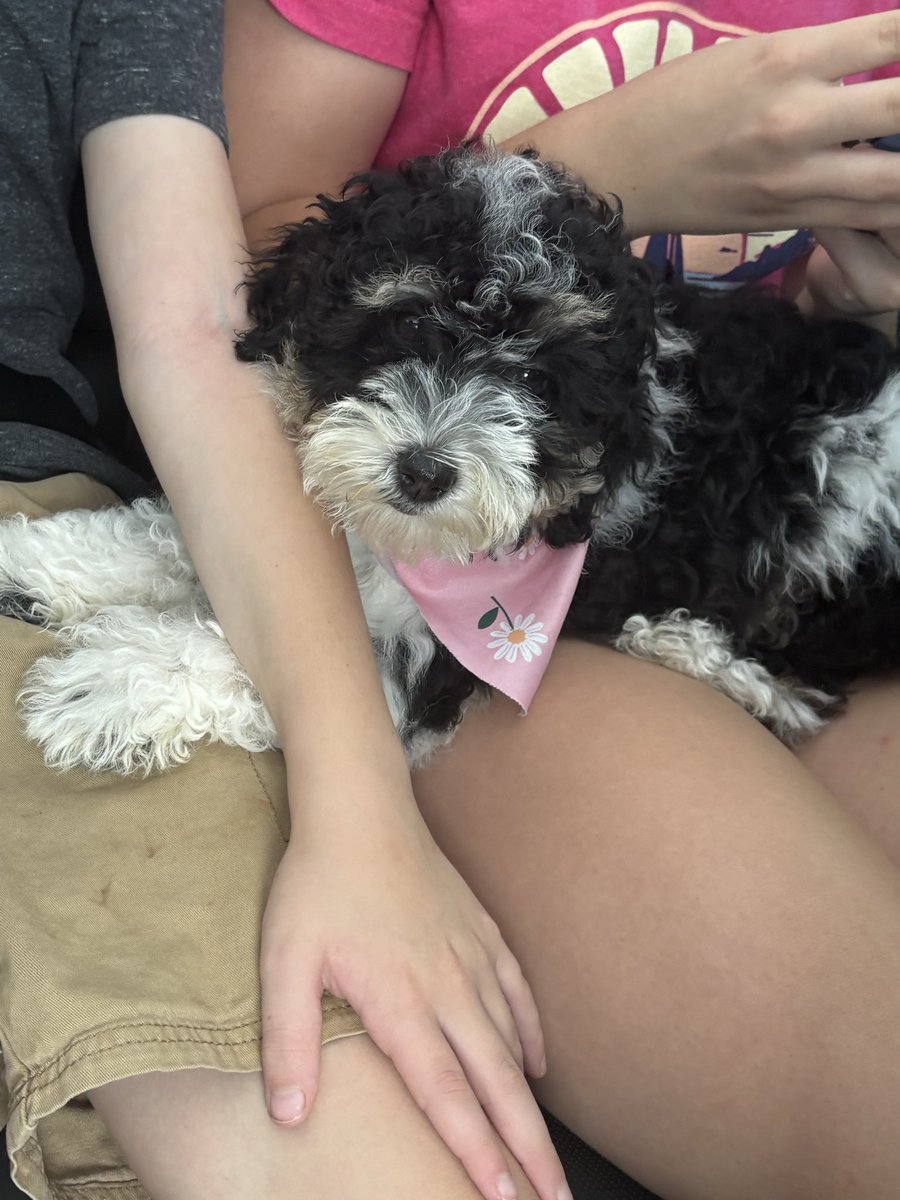 KristiPo5's tweet photo. Puppies solve all life’s problems. Please welcome Lola Lou our baby bernedoodle! She joins the human family and her future boyfriend Benny. https://t.co/dasFBnlY2B
