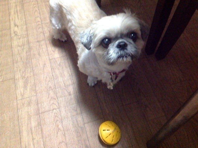 myryoku's tweet photo. おはようございます☀️

急激な温度変化のせいか？昨日は超スローモードで動いてました😓
帰宅して寝支度して、早めに布団に入りつつ水分補給して…🚰

今朝にはほぼ復活しました😅

お空のリョク、おはよう🐶🌈
生きてますよ～✌️
#シーズー #秘密結社老犬倶楽部天国支部 https://t.co/AAwavoosx6