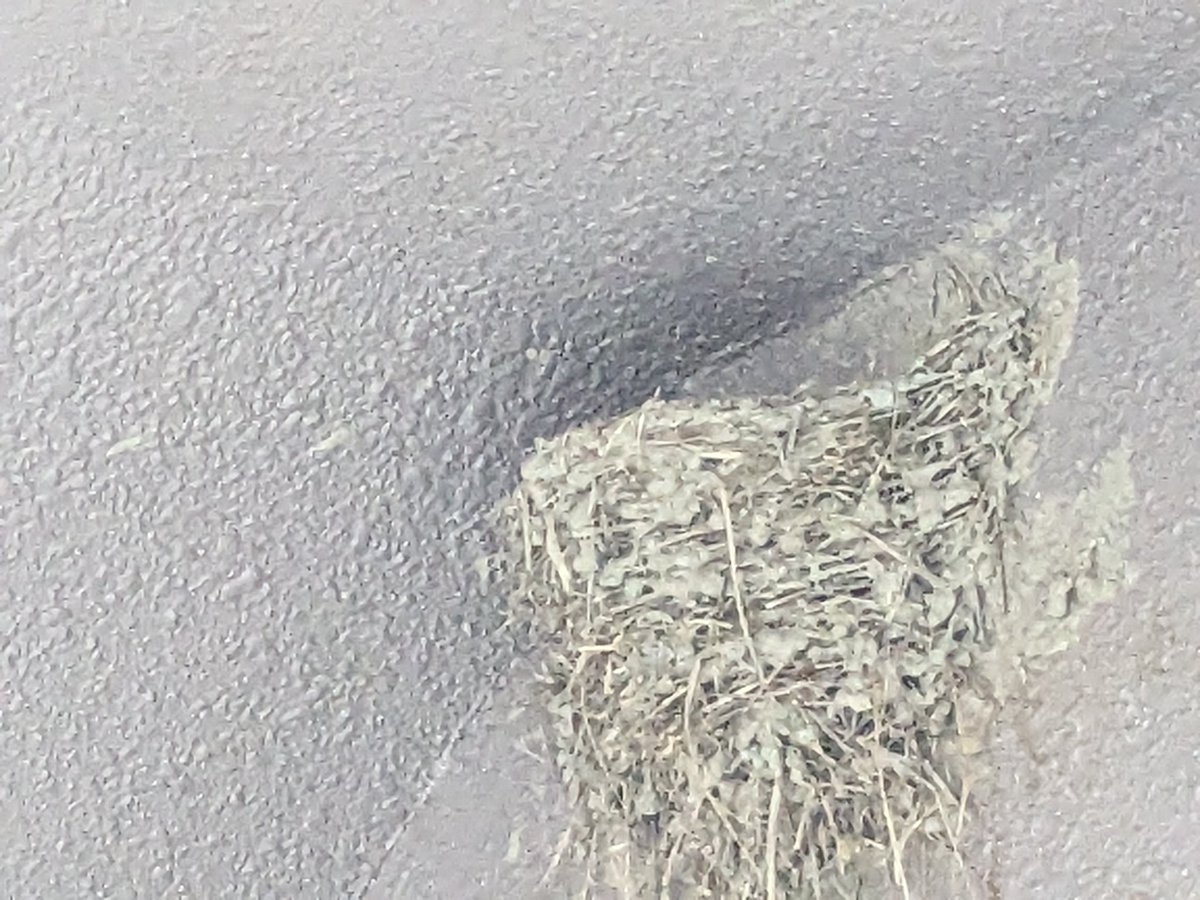 KorotanStepn's tweet photo. もう飛ぶ練習し始めてしまった🐦️ https://t.co/dPI0A2hv0i