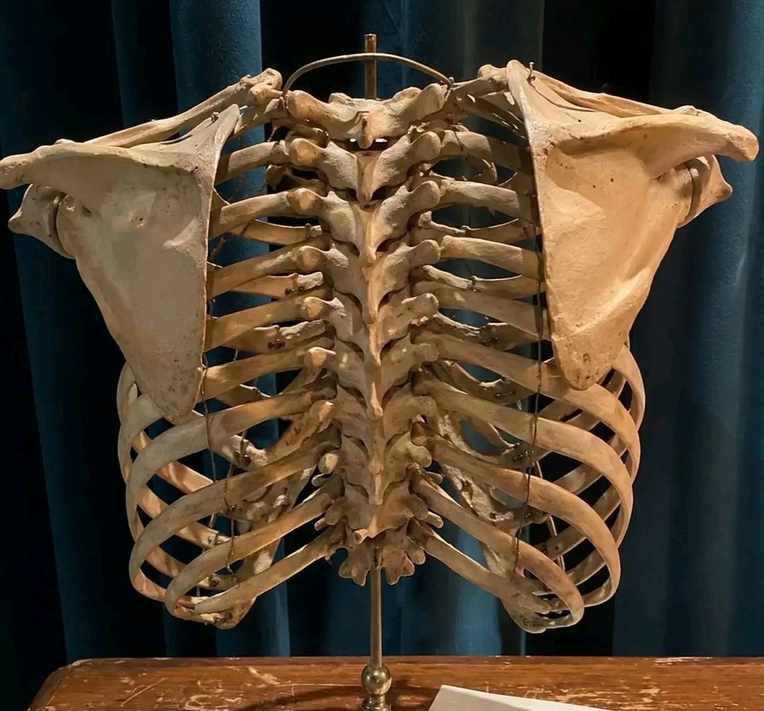 WilliamsJa60455's tweet photo. Strength preserved through time. The human rip cage  remains one of the most fascinating bones in the skeleton. https://t.co/EiN4fclpOm