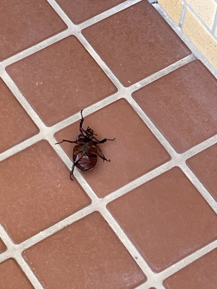 RogaiPrius's tweet photo. 家の前でひっくりかえってモジモジしてたんだがカブトムシ？これ https://t.co/KX3yfDMcqa