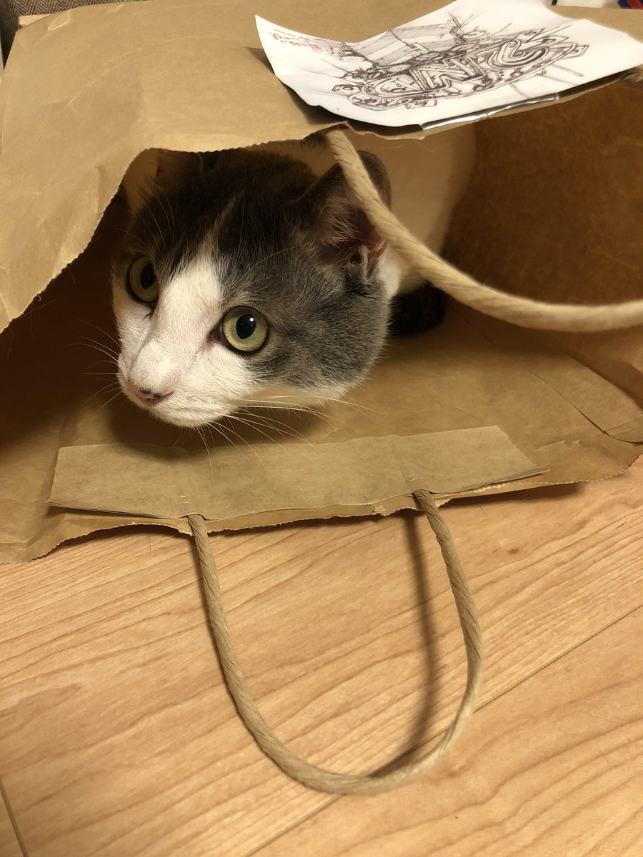 nyataro43's tweet photo. うちのハチワレさんも入るのよ🤣 https://t.co/kSPKfPkYoz