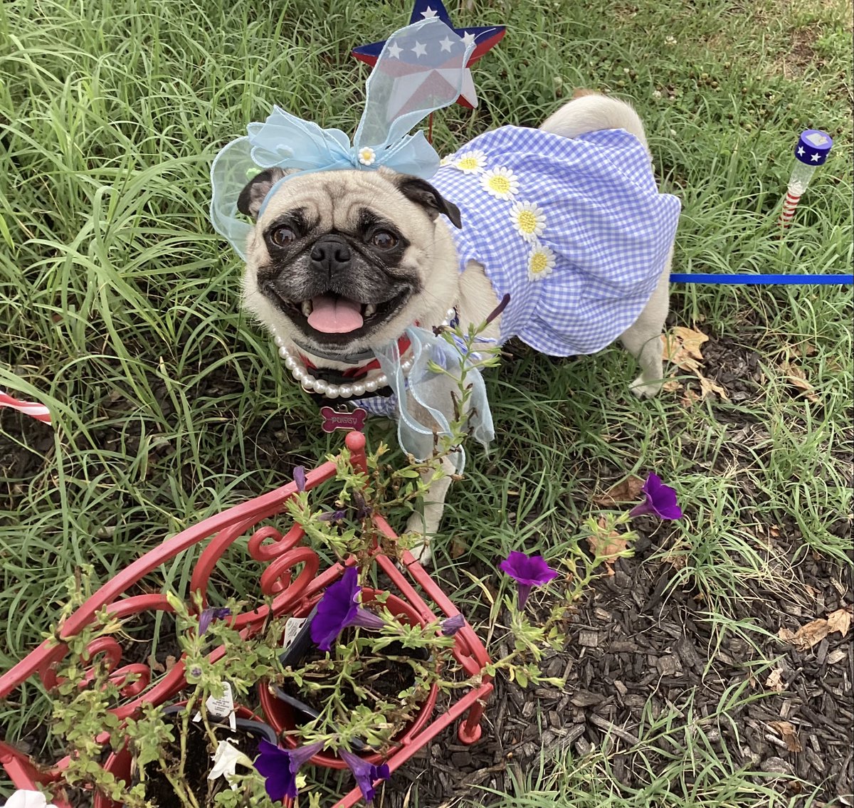 starlord4e's tweet photo. Is this good enough for a #FloofFriday or should we have waited for #TongueOutTuesday ?! ๐๐ฅฐ Also, itโs too hot to di lawn work so!๐#dogsoftwitter #pugsoftwitter #pugsofX #dogsofX https://t.co/Ul8fMNoXSS