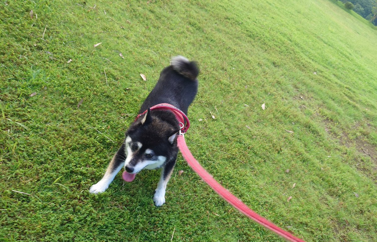 BrideOfDawn's tweet photo. 今日も元気いっぱいな御犬様。
同行させていただいている飼い主は疲労困憊ですけどな🫠 https://t.co/8IXfhVnSPX