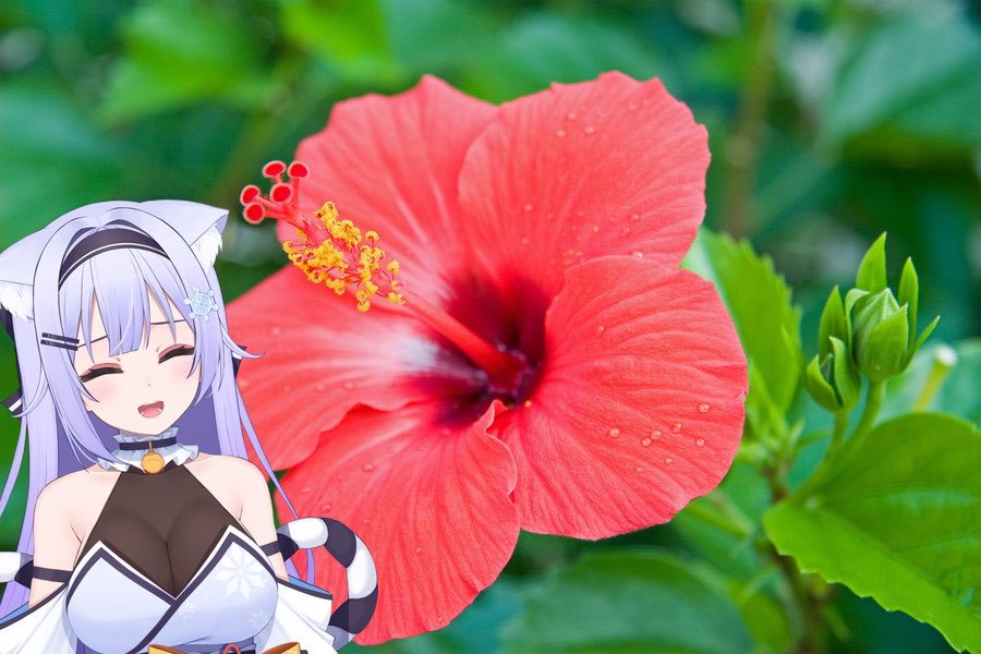 おはよ〜☀️ 7/11（土）誕生花はハイビスカス🌺 花言葉は「繊細な美