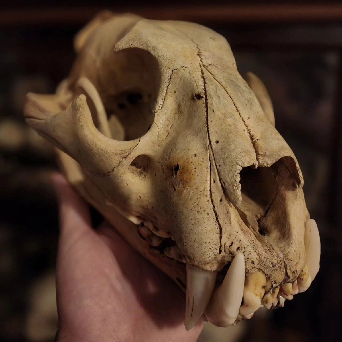 WilliamsJa60455's tweet photo. FOR SALE:
 
Beautiful Tiger skull 
A beautiful antique specimen, I believe it could have been part of a rug mount at some point, selling at a very moderate price.

DM if interested https://t.co/I7MpmLAviM