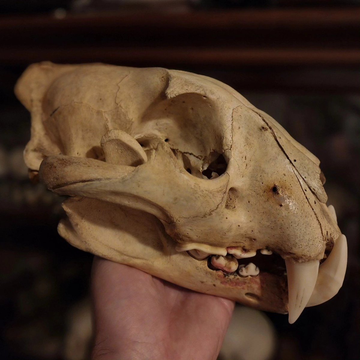 WilliamsJa60455's tweet photo. FOR SALE:
 
Beautiful Tiger skull 
A beautiful antique specimen, I believe it could have been part of a rug mount at some point, selling at a very moderate price.

DM if interested https://t.co/I7MpmLAviM