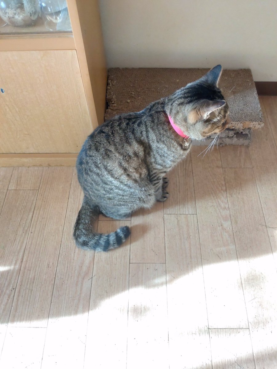Tonzurou's tweet photo. おはようございます🌞

寝起きで寝ぼけてたら、尻尾が2本に見えてしまいました😱

#猫のいる生活
#猫のいる暮らし
#猫のいるしあわせ
#ねこかわいいね #キジトラ https://t.co/NUtsRNDywE