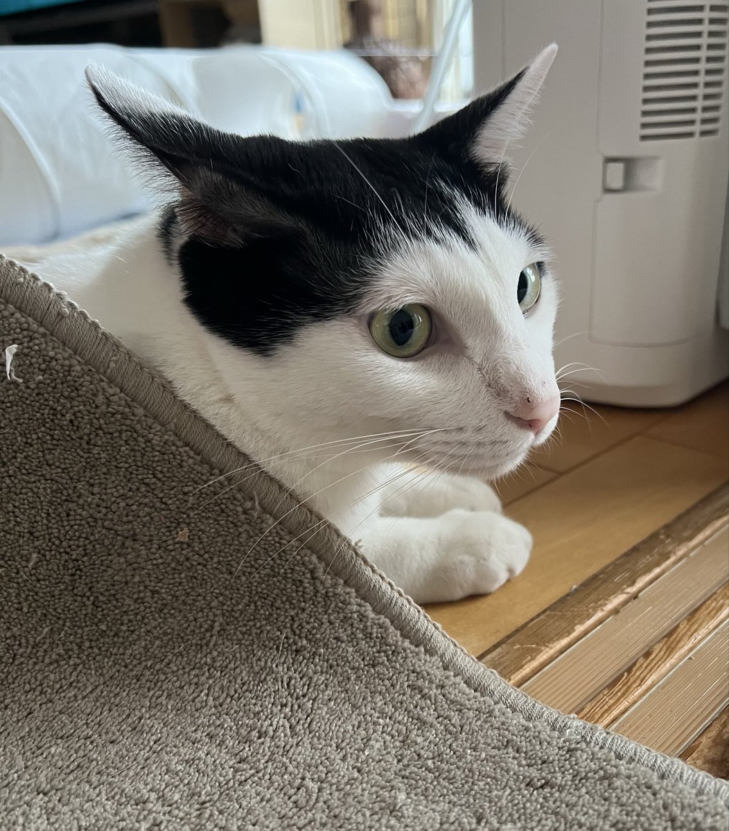 2022Subaru's tweet photo. 僕のお耳、イカ耳化しちゃったよー‼️
＃猫気持ち　＃猫好きさんと繋がりたい　＃猫自慢　＃イカ耳　＃猫顔　＃保護猫　＃耳でか　＃おかっぱ頭の猫の昴君 https://t.co/1aMxhX6ZXA