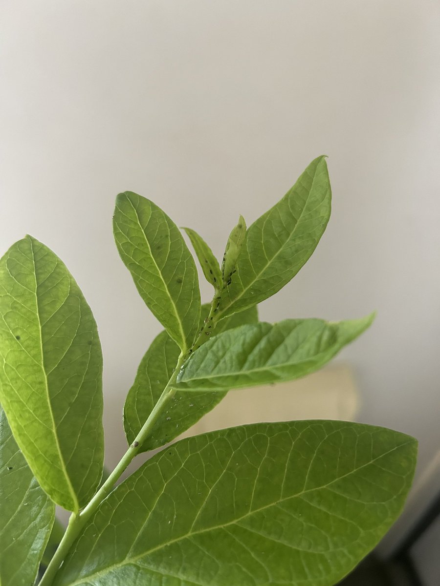 agtagreen07's tweet photo. 夏場はベランダに置いておくと気温と日射で生育阻害水分点余裕で突破するので、玄関先に移すことにしました。ワタアブラムシがついてますが、ここから離れる事は無いので部屋に入れても問題なしです。後でテープで取ります。 https://t.co/jkmgCX1tol