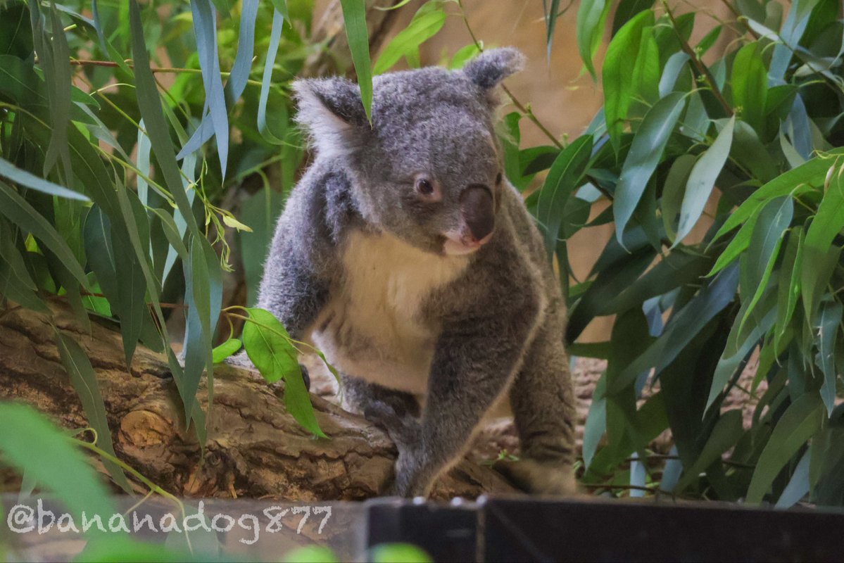 ワトちゃんでおはようございます🐨 📸20260704 #東山動植物園 #コアラ