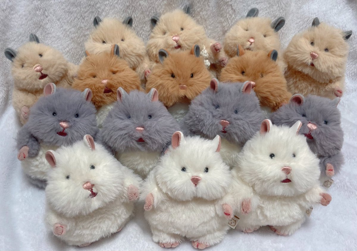 Kinaco_Moci3's tweet photo. 🐹 しゅーーごーーー！

#はむにぎり https://t.co/ESiUG940rJ