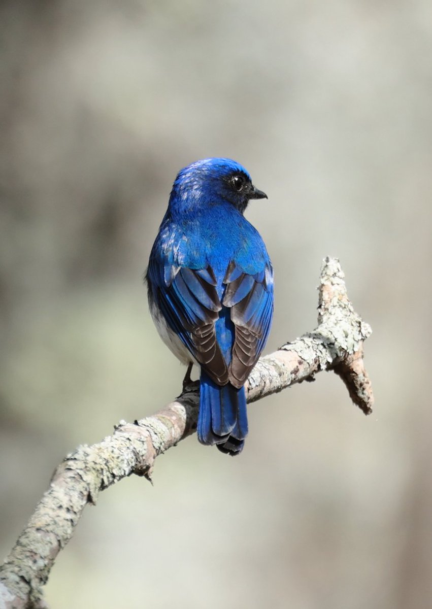 SKTiger54's tweet photo. #オオルリ 🐦大瑠璃🐦 https://t.co/f9Kr9ffkGk