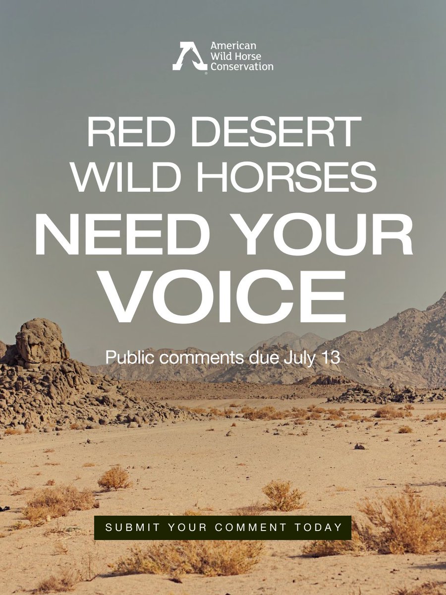 FreeWildHorses's tweet photo. Red Desert wild horses need your voice. The BLM is accepting public comments on a proposed management plan that could shape their future for years to come. Comments are due July 13. Submit yours today and speak up for America's wild horses. #WildHorses #RedDesert https://t.co/JFi4aS6oNd